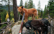 barking bird dog, barking bird dog, barking bird dogs, capercaillie, capercaillie cock, finnish spitz, hunting, ga*