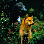 animals, barking bird dog, barking bird dog, bird hunting, capercaillie, capercaillie cock, capercaillie hunt, dog, dogs, finnish spitz, finnish spitz, hunting, mammals, rdsupp, ga*