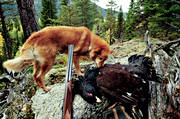 barking bird dog, barking bird dog, barking bird dogs, bird hunting, capercaillie, capercaillie cock, finnish spitz, hunting, ga*