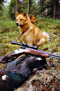 barking bird dog, barking bird dog, barking bird dogs, capercaillie, capercaillie cock, capercaillie hunt, finnish spitz, hunting, ga*