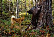 barking bird dog, barking bird dog, barking bird dogs, bird hunting, capercaillie, capercaillie cock, cock, finnish spitz, hunting, Raija, ga*