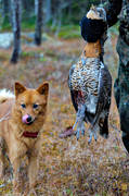 barking bird dog, capercaillie hen, finnish spitz, finnish spitz, hunting, ga*