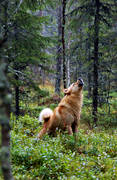 barking, barking bird dog, barking bird dog, barking bird dogs, bird dog, bird hunting, capercaillie hunt, finnish spitz, hunting, stand barking, ga*