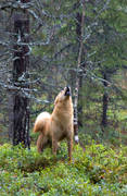 barking, barking bird dog, barking bird dog, barking bird dogs, barks, bird dog, bird hunting, capercaillie hunt, dog, finnish spitz, hunting, stand barking, ga*