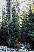 barking bird dog, barking bird dog, barking bird dogs, bird hunting, capercaillie cock, finnish spitz, hunting, stand barking, ga*