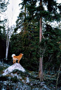 barking bird dog, barking bird dog, barking bird dogs, finnish spitz, hunting, hunting dog, spitz, ga*