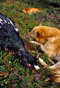 barking, barking bird dog, barking bird dog, bird dog, bird hunting, break, capercaillie, capercaillie cock, capercaillie hunt, cock, dog, finnish spitz, finnish spitz, hunting, hunting dog, rest, rest, rests, ga*