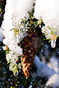 ambience, ambience pictures, atmosphere, christmas, christmas ambience, christmas card, christmas pictures image, fir-cone, fir-cones, season, seasons, snow, spruce, spruce spray, winter, winter pictures