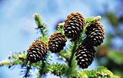 abies, biotope, biotopes, cones, fir-cones, forest land, forests, nature, tree, woodland