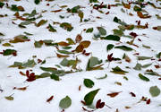 atmosphere, autumn, autumn colours, autumn storm, hoarfrost, leaf, leave, nature, seasons, stmmning