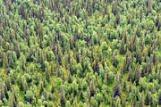 aerial photo, aerial photo, aerial photos, aerial photos, blandskog, drone aerial, drnarbild, drnarfoto, green, Lapland, mountain forest, nature, summer, taiga, woodland