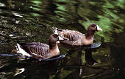 animals, birds, geese, goose, lesser white-fronted goose, swimming