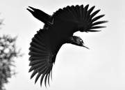 animals, birds, black woodpecker, black-and-white, fly, flying, piciformes, woodpecker, woodpeckers