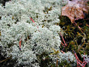 biotope, biotopes, forest land, forests, fnsterlav, lichen, lichens, nature, reindeer moss, reindeer moss, reindeer pasture, sphagnum, woodland