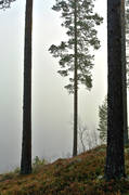 autumn, fog, Herjedalen, lake, landscapes, season, seasons, tree, tree trunks