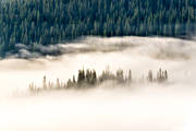 cloud, fog, Jamtland, landscapes, nature, pines, woodland
