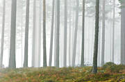 autumn, fog, Herjedalen, landscapes, season, seasons, tree, tree trunks
