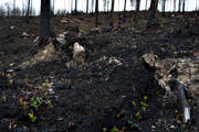 burnt, burnt, environment, fire, forest fire, forestry, nature, regrowth, woodland, work
