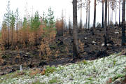 burnt, burnt, environment, fire, forest fire, forestry, fnsterlav, nature, reindeer moss, reindeer moss, woodland, work