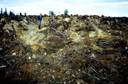 clear-felled area, cutting area, environment, environmental damage, environmental influence, fell, felling, forest ploughing, forestry, ground preparation, logging, nature, plough, ploughed, ploughing, ploughing of cut-over area, pollution, turrow slices, woodland, work