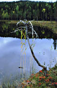 biotope, biotopes, forest land, forest tarn, forests, meres, nature, taiga, vatten, virgin forest, wildwood, water, woodland