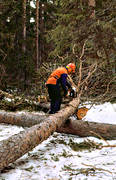forest worker, forestry, logs, timber, timber logs, woodcutter, woodland, work