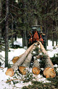 forest worker, forestry, timber, timber logs, tractor, woodcutter, woodland, work