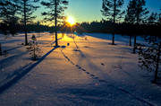 ambience, ambience pictures, animals, atmosphere, backlight, fox, fox's traces, mammals, red fox, snow, sunset, vinterbild