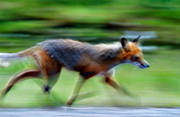 animals, blurred, fox, fox, lack of focus, mammals, movement, red fox, trot