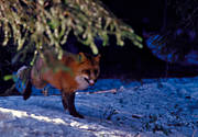 animals, fox, fox, fur, mammals, red fox, snow, winter, winter fur, woodland