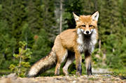 animals, fox, mammals, red fox
