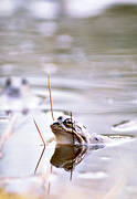 amphibians, animals, frog, frog mating