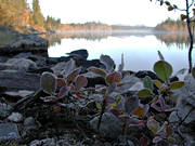 ambience, ambience pictures, atmosphere, autumn, berry sprigs, cold, court, frosty, frosty, morning, Saxvattnet, season, seasons, wasteland, wilderness