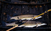 angling, boat fishing, fishing, gddor, northern pike fishing, pike, reel, reel fishing, spin fishing, spinning