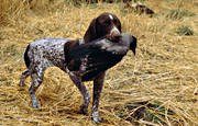 apport, apport, crow hunter, crow hunting, german shorthaired pointer, hunting, krkfgel