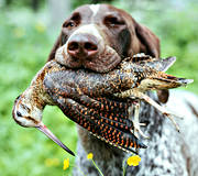 apport, apport, bird hunting, german shorthaired pointer, hunting, woodcock, woodcock hunting