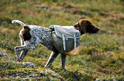 animals, bird dog, booth, carry, dog, dogs, german shorthaired pointer, hunting dog, klvja, klvjevskor, mammals