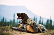 animals, bird dog, booth, break, carry, dog, dogs, german shorthaired pointer, hunting dog, kl�vja, kl�vjev�skor, mammals, rest