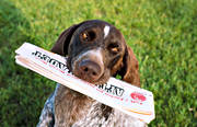 animals, apport, apport, berries, bird dog, carry, dog, dogs, german shorthaired pointer, hunting dog, magazine, mammals