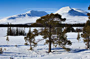 alpine, alpine precipice, getryggen, Jamtland, landscapes, mountain, mountain top, pine, pine, seasons, Snasa Mountains, Snasen, spring-winter, tvaraklumpen, winter, winter mountains