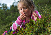 autumn, autumn colours, berries, berry picking, biotope, biotopes, blue, blue berries, blue berry brushwood, blbrsplockning, ericaceous plants, forest land, forests, girl, nature, season, seasons, woodland