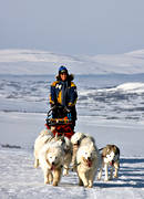 dog, dogs, dogsled, girl, mountain, mountain nature, samoyed, samoyeds, sled dog, sled dogs, sledge dog, sledge dogs, snow, winter
