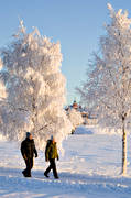 ambience, ambience pictures, atmosphere, Badhusparken, birch, birches, cold, cold, court, Froson, frosty, hoarfrost, Jamtland, mid-winter, Ostersund, park, Rdhuset, tree, winter, winter ambience, winter town