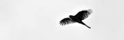 animals, bird, bird of prey, birds, black-and-white, goshawk, pigeon hawk, hawk, raptors