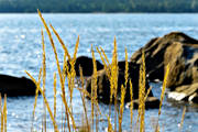 beach, grass, nature, sea, sea-shore, stersjkusten