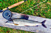 angling, animals, fish, fishing, flyfishing, grayling, ryggfena, storsjharr, delfisk