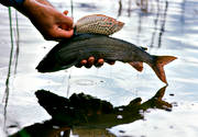 angling, fishing, fly, flyfishing, grayling, grayling pinna, ryggfena