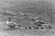 animals, birds, black-and-white, geese, goose, grey goose, little goose, gosling