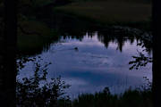 ambience, ambience pictures, angling, atmosphere, common goldeneye, creek, duck, evening, fishing, fiske, flyfishing, forest creek, Hans Lidman, inspiration, Mllngsbon, night, pine trunks, reflection water, Svartn