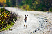 forest motor road, hare, hare hunting, hunting, mammals, mountain hare, road, swedish hare, vgskubbare, vgtappt
